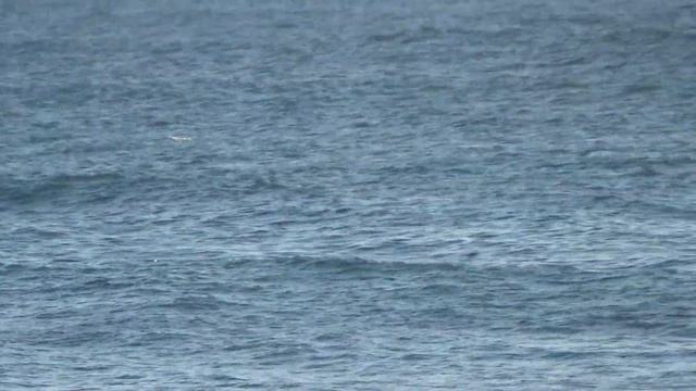 First test Camera Sony cx 625 - Surf Ericeira - Portugal смотреть онлайн