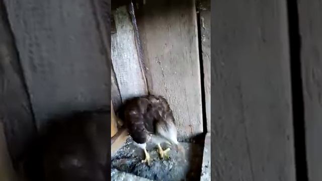 #Санчо хищник Канюк смотреть онлайн