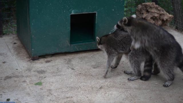 ТАЙГАН - ПАРК ЛЬВОВ - ЛУЧШИЙ ! САФАРИ ЗООПАРК. ЧТО ПОСМОТРЕТЬ В КРЫМУ С ДЕТЬМИ? смотреть онлайн