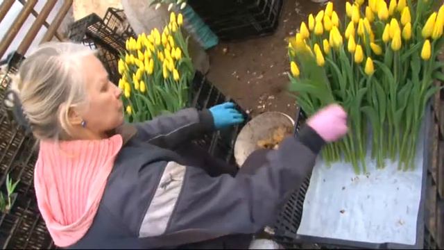 REKLAMA TYLPANY смотреть онлайн