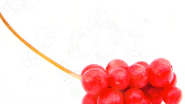 ЛИМОННИК ПОЛЬЗА И ВРЕД | чем полезны ягоды лимонника, чем полезен лимонник, плоды лимонника смотреть онлайн