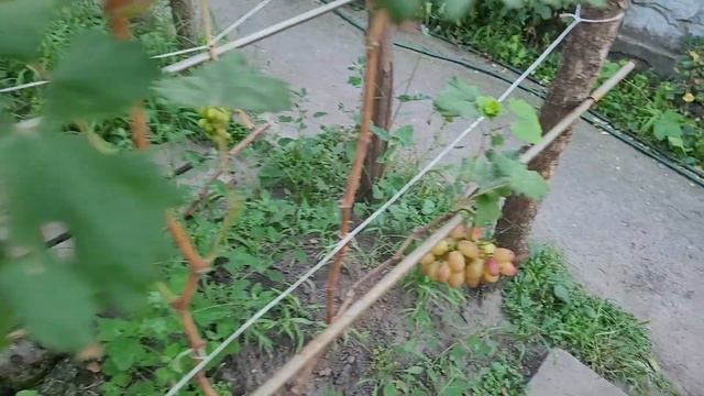 Виноград Басанти (Бурдака А.В.) 24.08.2022 смотреть онлайн