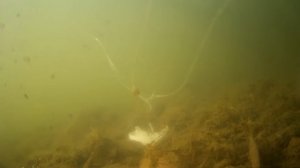 РЕАКЦИЯ РЫБЫ НА РЫБИЙ ЖИР, ПОДВОДНОЕ ВИДЕО, РЕАКЦИЯ ХИЩНИКА ОКУНЯ И ЩУКИ!