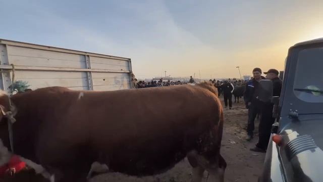 ХОРАЗМ УРГАНЧ МОЛ БОЗОРИ 50 МИЛИОНГА ГИГАНТ БУКА ЧИКДИ ДАХШАТ САВДО БУ́ЛДИ ХОРАЗМ БОЗОР смотреть онлайн