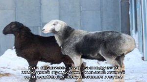 Неприхотливые курдючные овцы