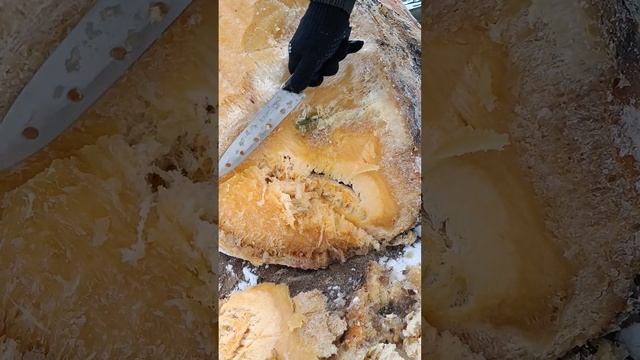 Гигантская тыква. 26 ноября 23 года. Блог о даче. смотреть онлайн