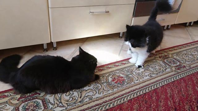 Игра с солнечным зайчиком. Персик Мурчелло и 9-ти месячный котёнок Тимоша. Похоже, он Мейн-Кун. смотреть онлайн