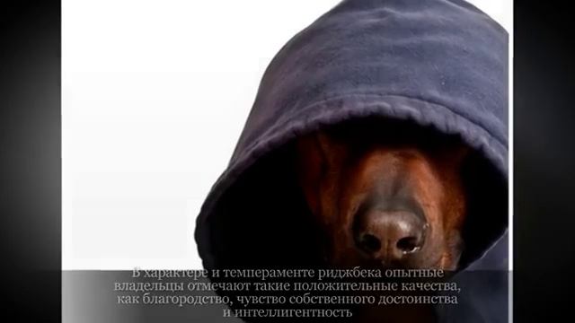 Родезийский риджбек Крупные породы собак 2 смотреть онлайн