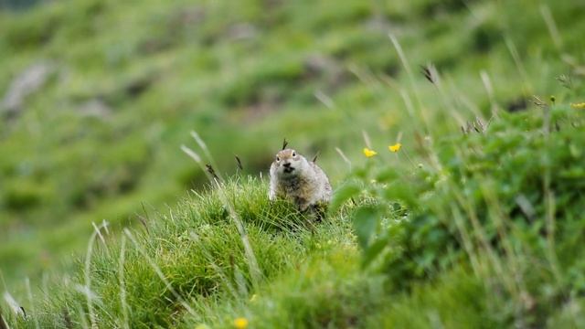 Самый страшный зверь Кавказа смотреть онлайн