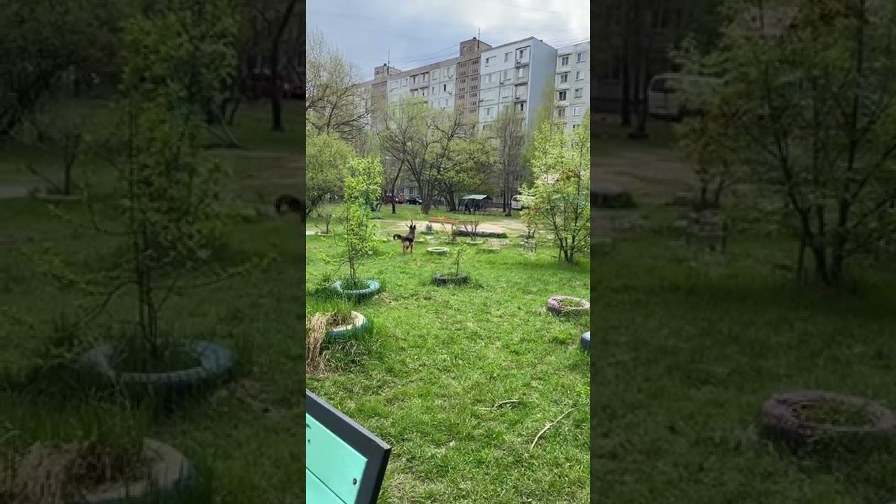 Немецкая овчарка Локки ловит бабочку смотреть онлайн