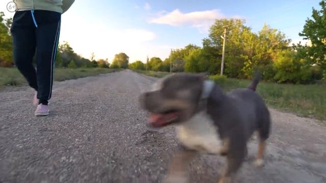 Папа впервые встречает своего щенка! Вся семья Американских Булли вместе! Мама, папа и сын [4K] смотреть онлайн