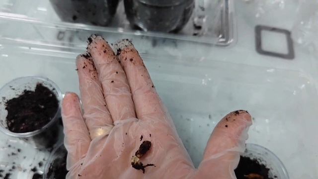 Фисташка из семян. Как прорастить фисташку.