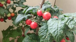 Томаты f1 партнёр каменный цветок на балконе