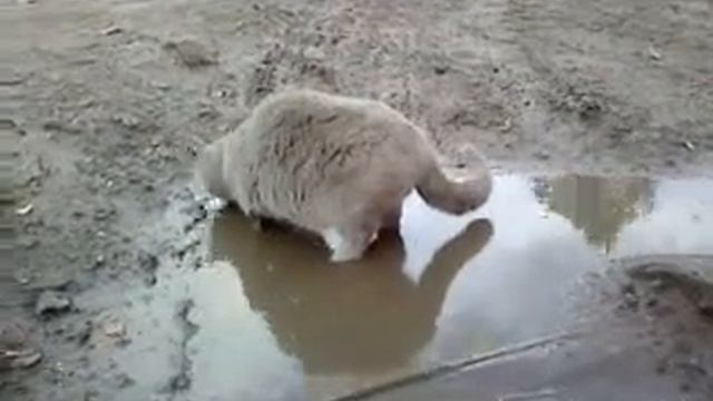 кот водолаз смотреть онлайн