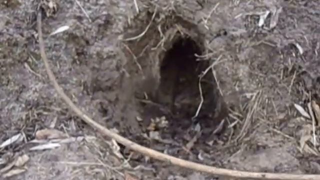 Нора лисицы смотреть онлайн