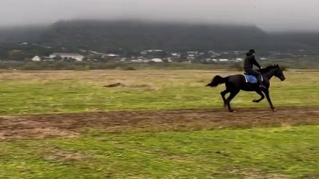 Иноходец жеребец. Американец смотреть онлайн