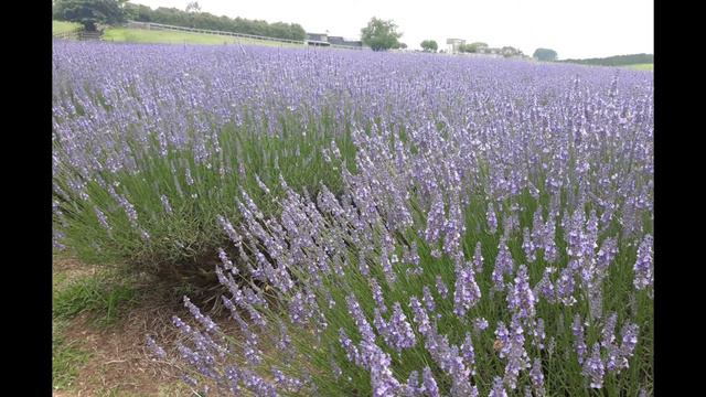 ALPHRA LAVENDER | FREE LAVENDER FARM TOUR | TOURIST ATTRACTION IN KIHIKIHI | NEW ZEALAND