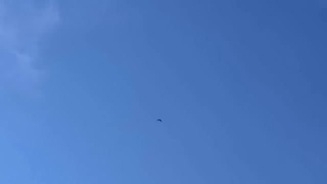 Сокол Сапсан и Ястреб Тетеревятник/Falcon Pelegrinus And Goshawk