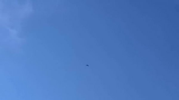 Сокол Сапсан и Ястреб Тетеревятник/Falcon Pelegrinus and Goshawk