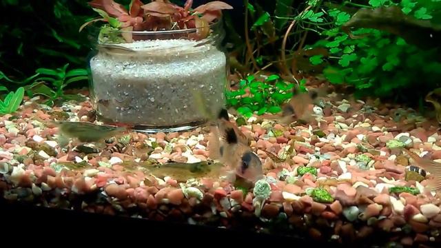 75литров Креветки очень голодые смотреть онлайн