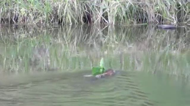 Выдра работает даже в воскресенье смотреть онлайн