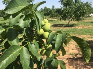 Грецкий орех. Всё про выращивание грецкого ореха.