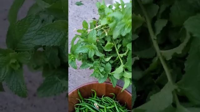 16th July 2020 Harvest