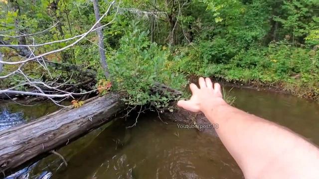 Chased By Angry Beaver After Draining Swamp смотреть онлайн