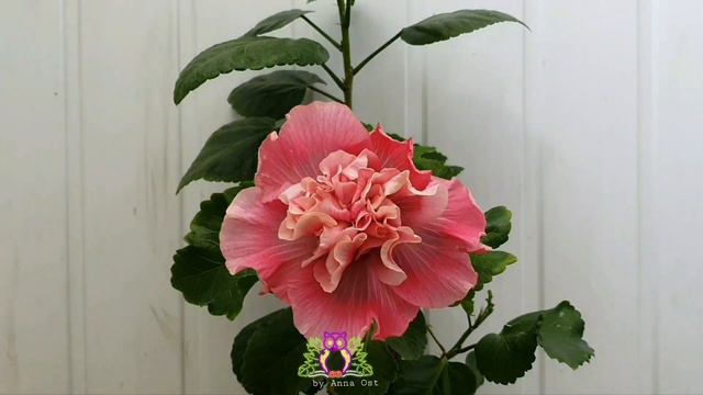 #Hibiscus Taiwan Classic Ballet. #Ускоренное #видео. #Таймлапс. #Timelapse. смотреть онлайн