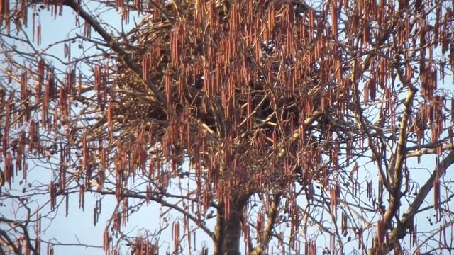 Биосфера. Сороки строят или присматривают большое, добротное гнездо. смотреть онлайн