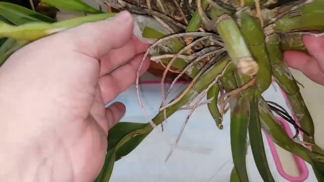 Шомбургия(Schomburgkia)в январе-сюрприз😊 смотреть онлайн