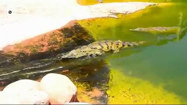 Приколы с животными 2016 год