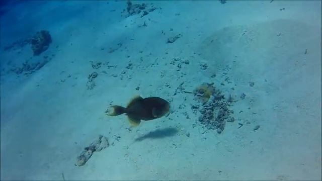 Титановый спинорог защищает своё гнездо. Красное море. Хургада. смотреть онлайн