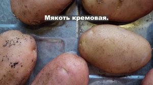 Сорт картофеля Фаворит. Potato seeds Favorit.