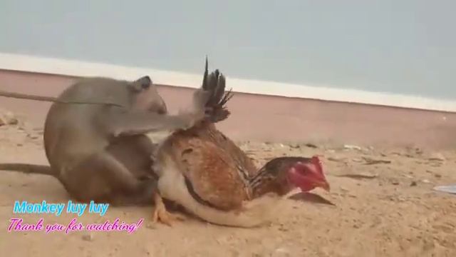зоо смех смотреть онлайн