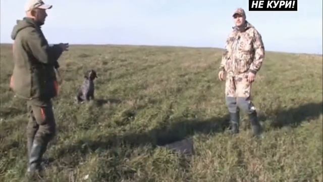Полевая натаска курцхаара. Парная работа курцхаара и лабрадора - 2021г смотреть онлайн