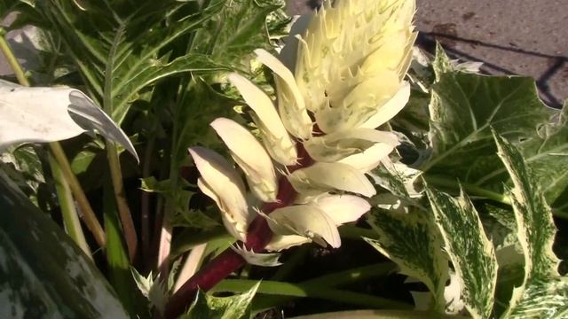 Акантус Белая вода "Acanthus-hybrida Whaitewater. смотреть онлайн