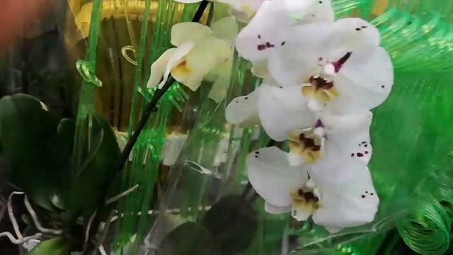 Орхидея - в большом ассортименте, аж глаза разбегаются - теперь у Меня их три смотреть онлайн
