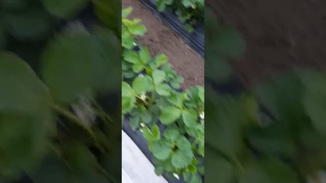 20.04 земляника сорт Флорида Бьюти, краткий обзор цветения смотреть онлайн