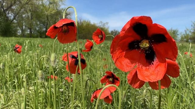 Магнитные бури в ИЮНЕ 2022. Неблагоприятные дни ИЮНЯ 2022. Как пережить. смотреть онлайн