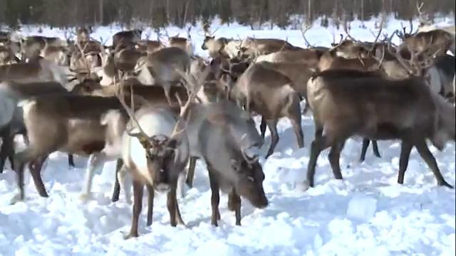 О жизни в тундре смотреть онлайн