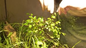 МЫ ЗАПЕЧАТАЛИ ОГРОМНЫЙ ТЕРРАРИУМ С ПАУКОМ И РЫБАМИ! МУРАВЬИ ОХОТЯТСЯ НА УЛИТОК!