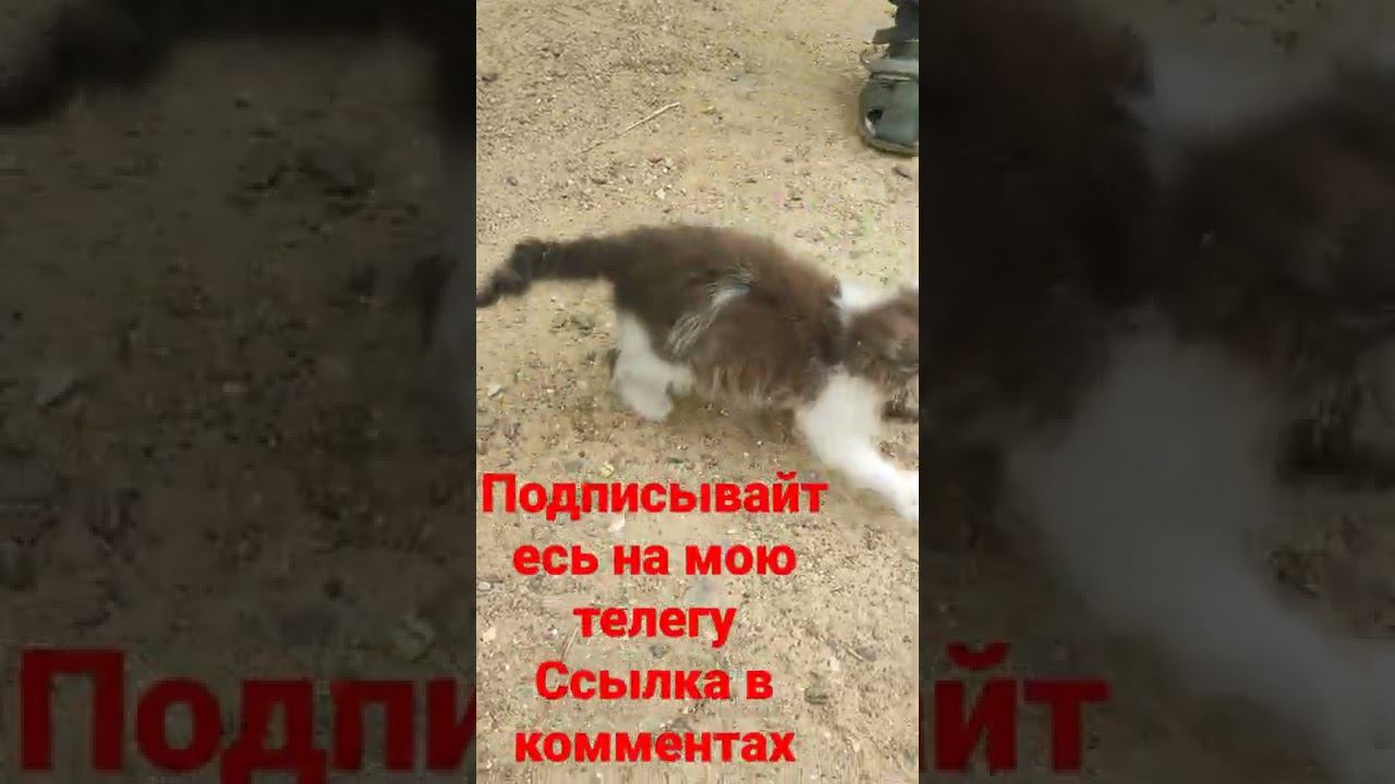 игрулька Котëнок смотреть онлайн