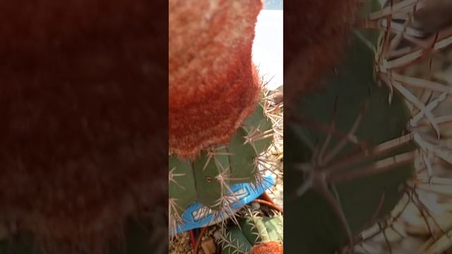Цветут мелокактусы смотреть онлайн