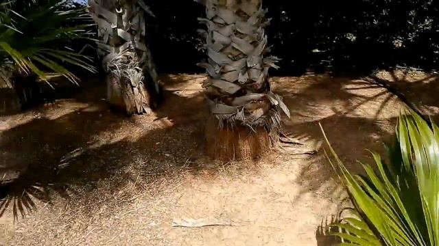 КИПР/территория отеля Cynthiana Beach 3* смотреть онлайн