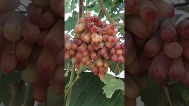 Ангури Маникюр фингер дар ш. Душанбе смотреть онлайн