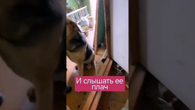 Мотя (5 лет) СРОЧНО ищет новый дом смотреть онлайн