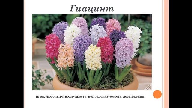 Язык цветов Что означает и символизирует каждый цветок? смотреть онлайн