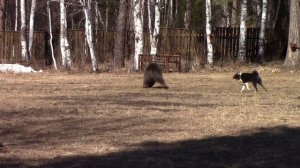 Состязания по медведю 22.04.2017. Свердловская область. Зверовые лайки России