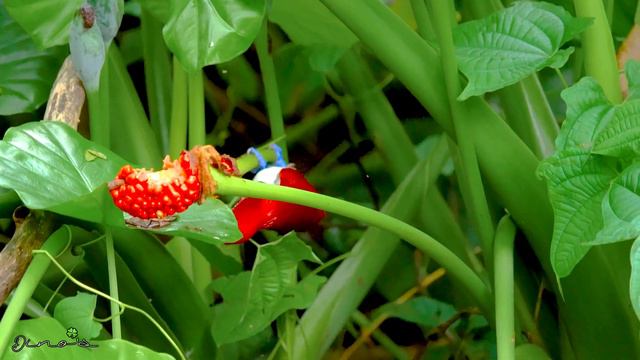 Birding in Singapore |King bird-of-paradise 天堂鸟王 | Windsor Nature Park смотреть онлайн